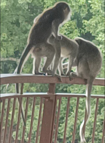Long-tailed macaque monkeys at Sungei Buloh Wetland Reserve.